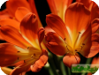 Clivia