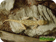 Ptyodactylus hasselquisti