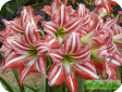 Hippeastrum