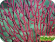 Euplexaura sp. 