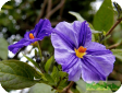 Solanum