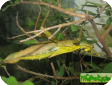 Heteropteryx dilatata 
