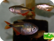 Hyphessobrycon anisitsi (Hemigrammus caudovittatus)