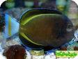 Acanthurus nigricans 