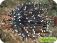 Heliofungia actiniformes 