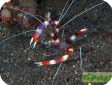 Stenopus hispidus 