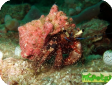 Aniculus aniculus 