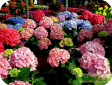 Hydrangea