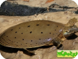  Apalone spinifera, Trionyx spiniferus 