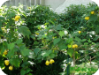Abutilon hybridum hort.