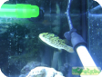 Tetraodon fluviatilis