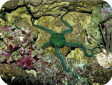 Ophiarachna incrassata