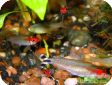 Hemigrammus bleheri