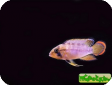 Apistogramma panduro