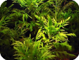 Synnema triflorum