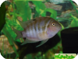 Archocentrus nigrofasciatus