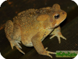 Bufo americanus