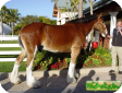 Клейдесдальская тяжеловозная (Clydesdale)