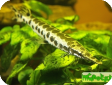Luciocephalus pulcher