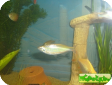 Devario aequipinnatus (Danio aequipinnatus)