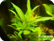 Hygrophila salicifolia