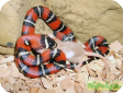 Lampropeltis triangulum stuarti