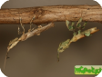 Phyllocrania paradoxa 