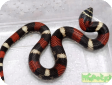 Lystrophis pulcher
