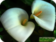 Calla (Zantedeschia) Elliottiana