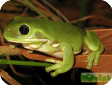 Litoria caerulea