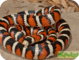 Lampropeltis pyromelana knoblochi