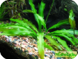 Aponogeton undulatus