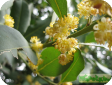 Laurus