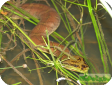 Homalopsis buccata