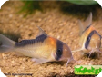 Corydoras adolfoi