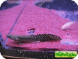 Polypterus ornatipinnis
