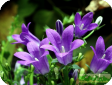 Campanula