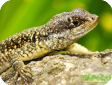 Tropidurus torquatus