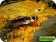 Periplaneta australasiae (Южный таракан)