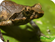 Xenophrys longipes