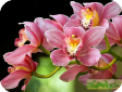 Cymbidium