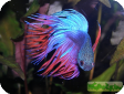 Betta splendens