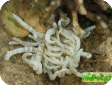 Heteractis malu (Radianthus malu) 
