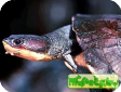 Phrynops hogei (Черепаха Хоуга бокошейная, Жабоголовая Хога)