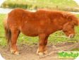 Шетландский пони (Shetland Pony)