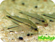 Corydoras pygmaeus