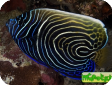 Pomacanthus imperator 