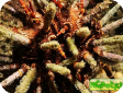 Eucidaris tribuloides
