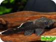 Ancistrus hoplogenys