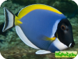 Acanthurus leucosternon 